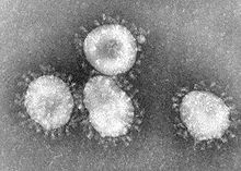 coronaviruses