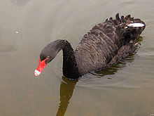 black-swan